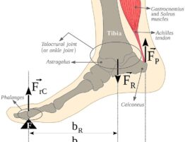 Biomecánica del Antepié: Anatomía, Función, Fuerzas, Deformidades, Tratamiento. Charla del Dr. Mikel Ayerra del Centro Médico Sendagrup